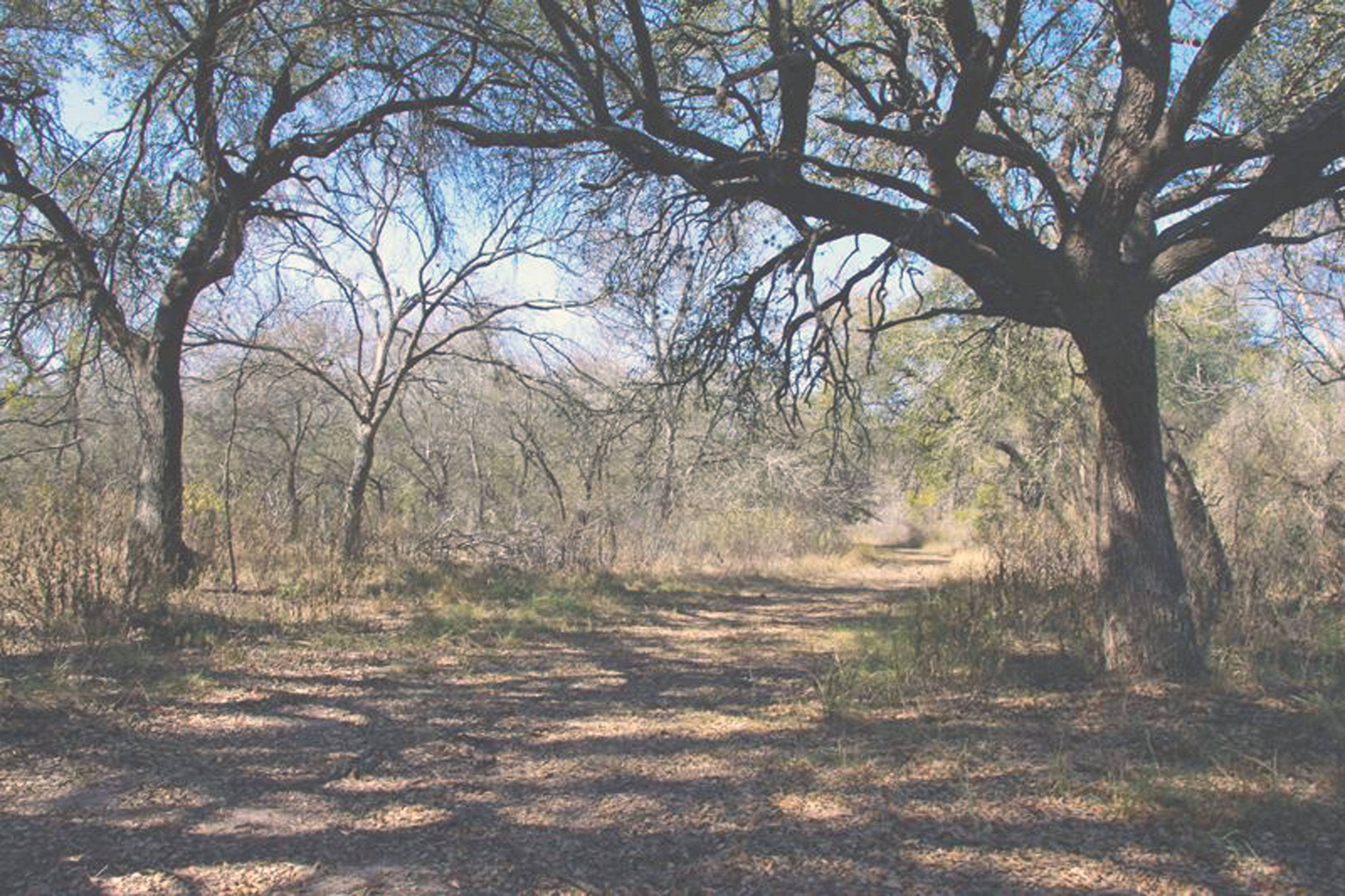 King Ranch sendero